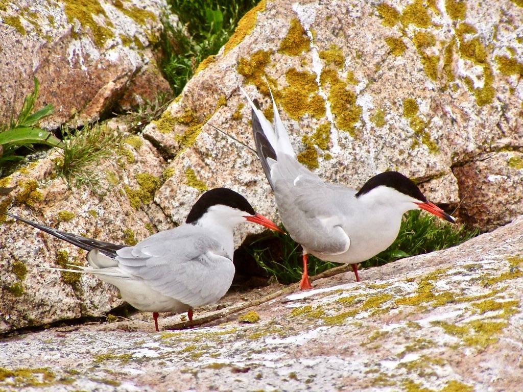 Common terns by U. S. Fish and Wildlife Service - Northeast Region is marked with CC PDM 1.0